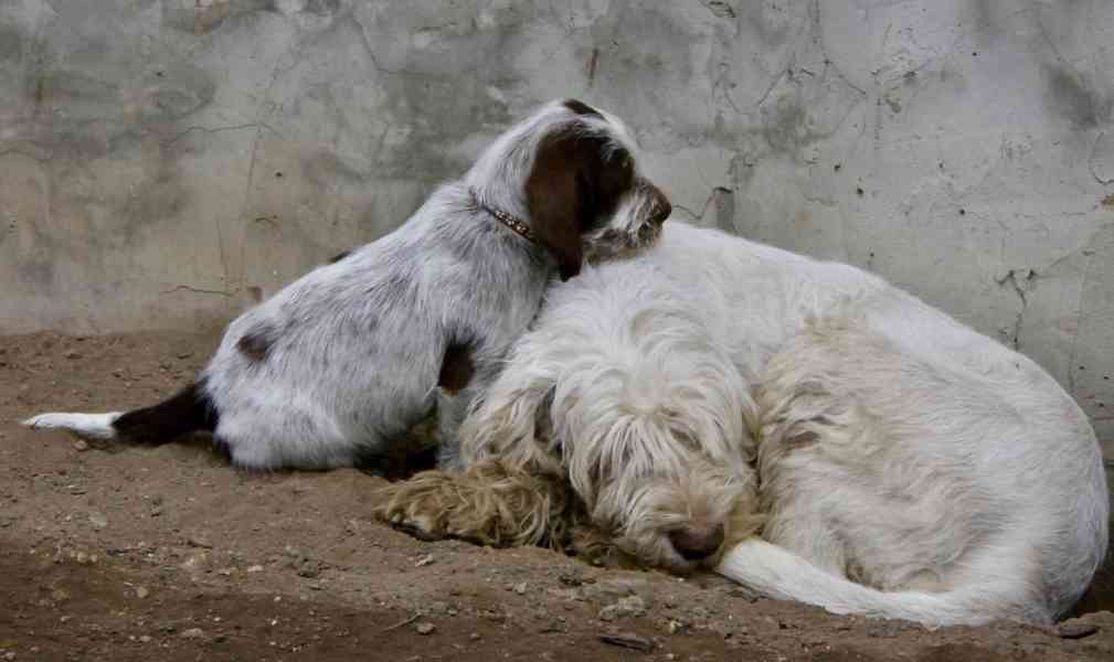 Italský spinone štěně - foto 22