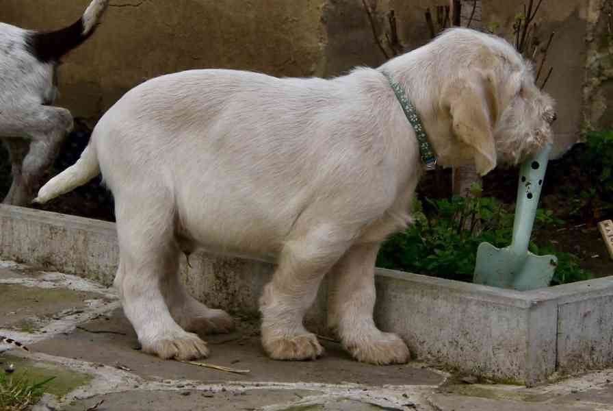 Italský spinone štěně - foto 24