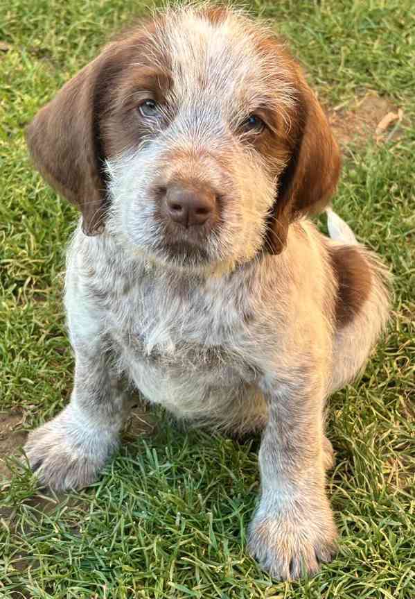 Italský spinone štěně - foto 16