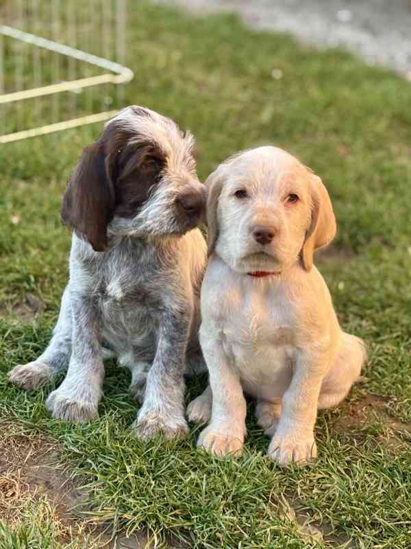 Italský spinone štěně - foto 17