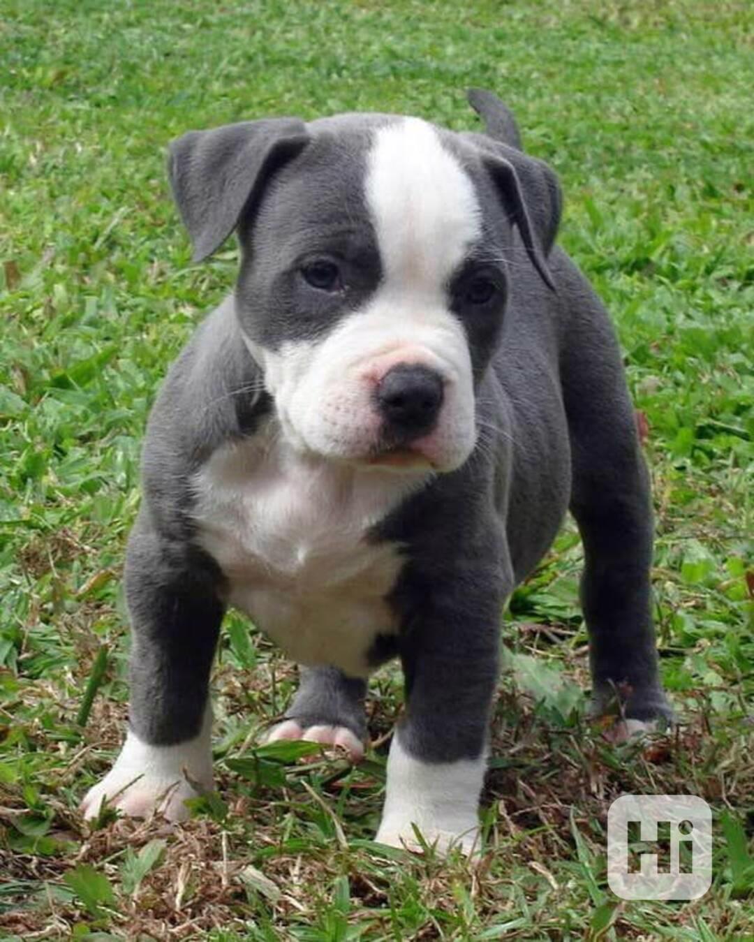Štěňata amerického PITBULLEA - foto 1