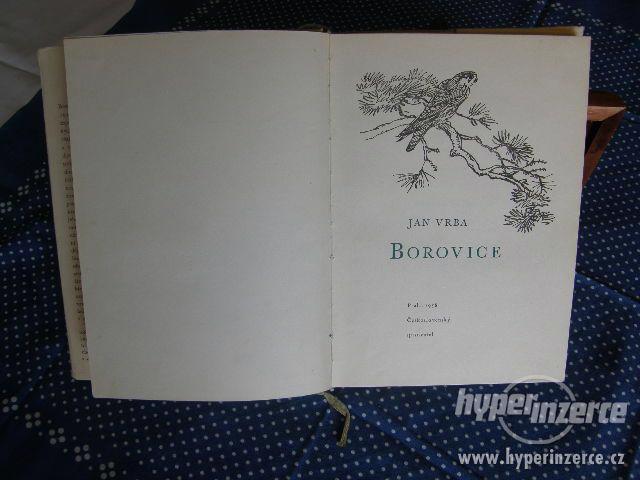 Borovice - foto 3