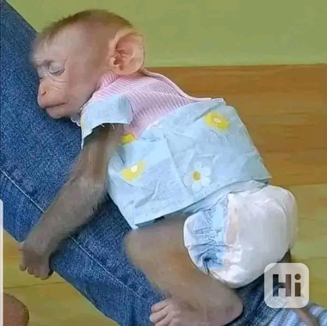   Skákající kapucíni pro dobrý domov - foto 1