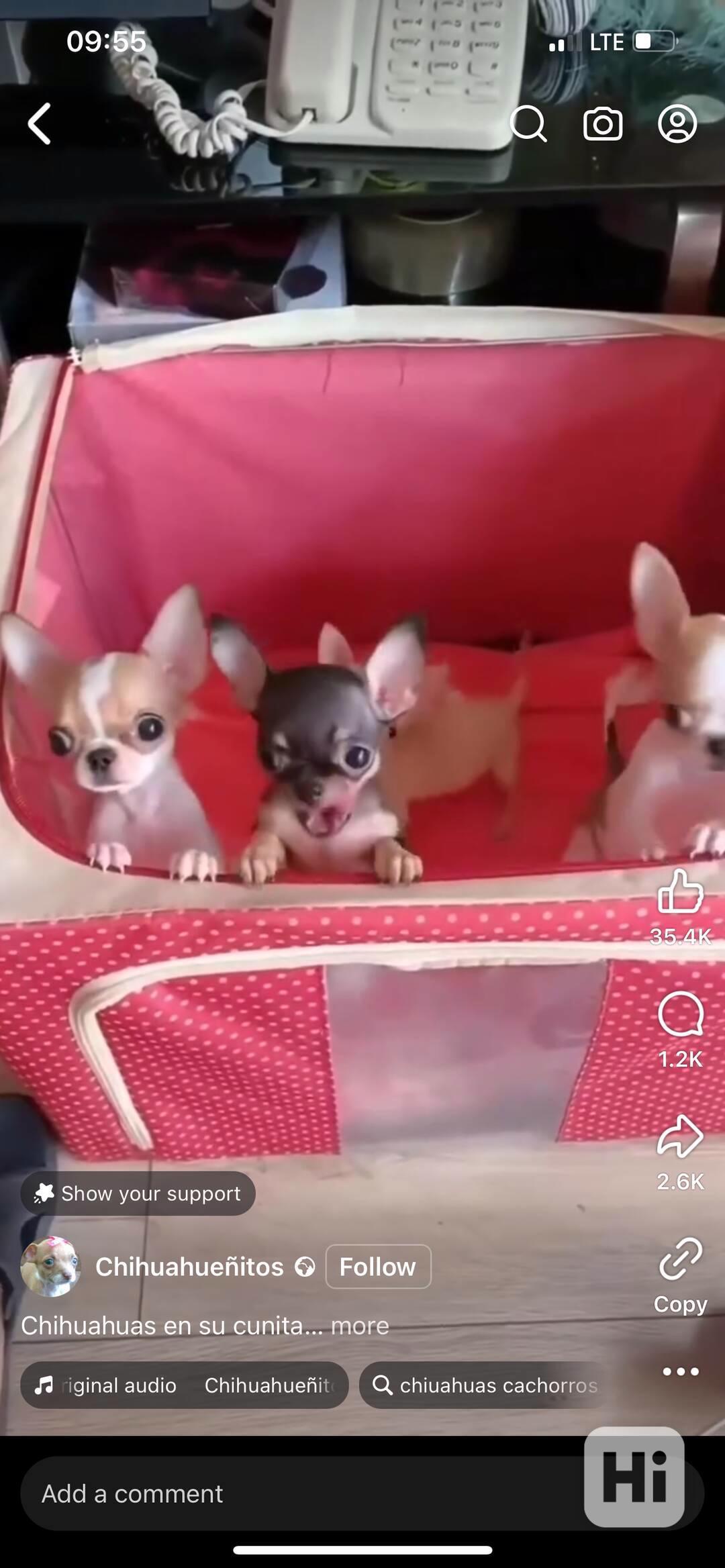 Štěňata čivavy Pp - foto 1