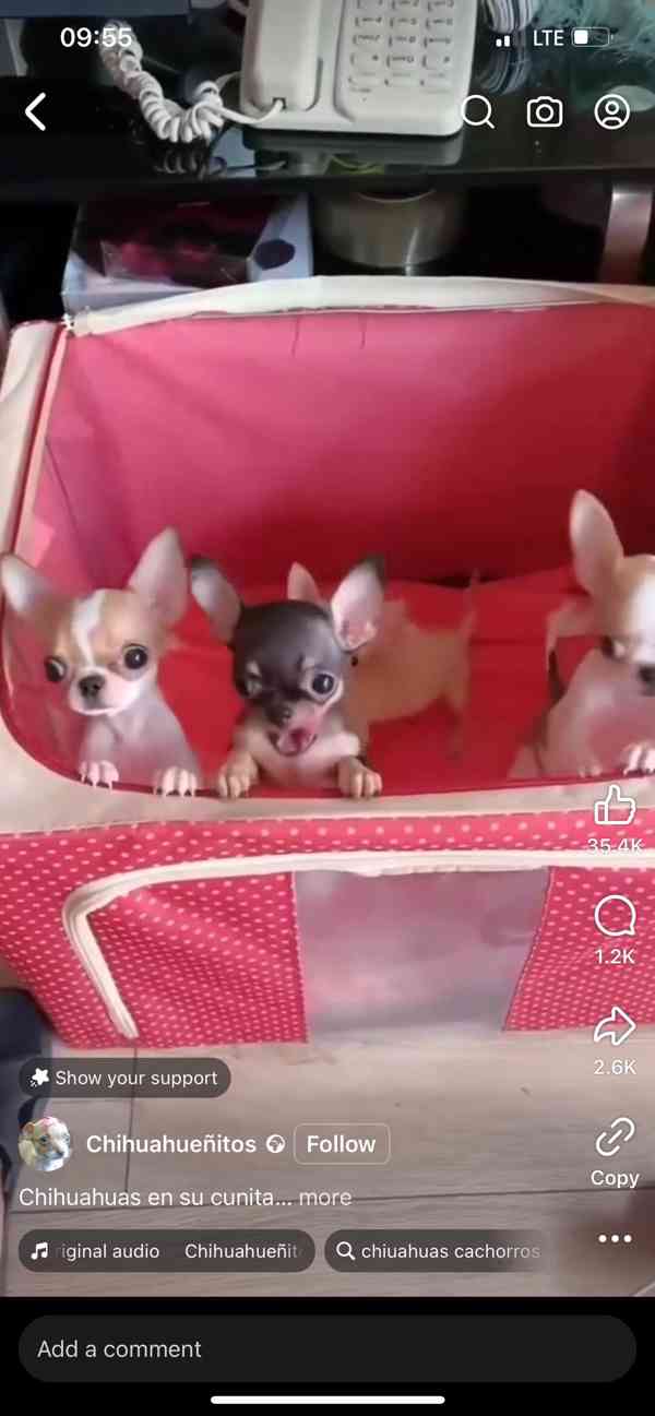 Štěňata čivavy Pp