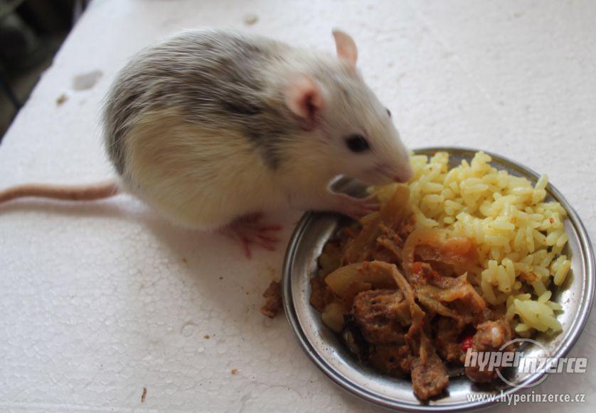 Gastro Potkani z domaciho chovu s PP - foto 1