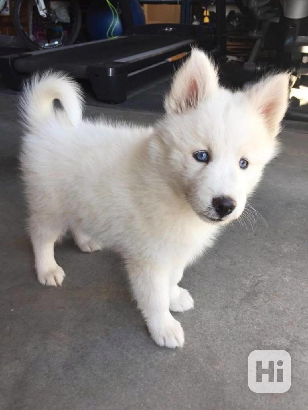 Sibiřský husky štěňata - foto 1