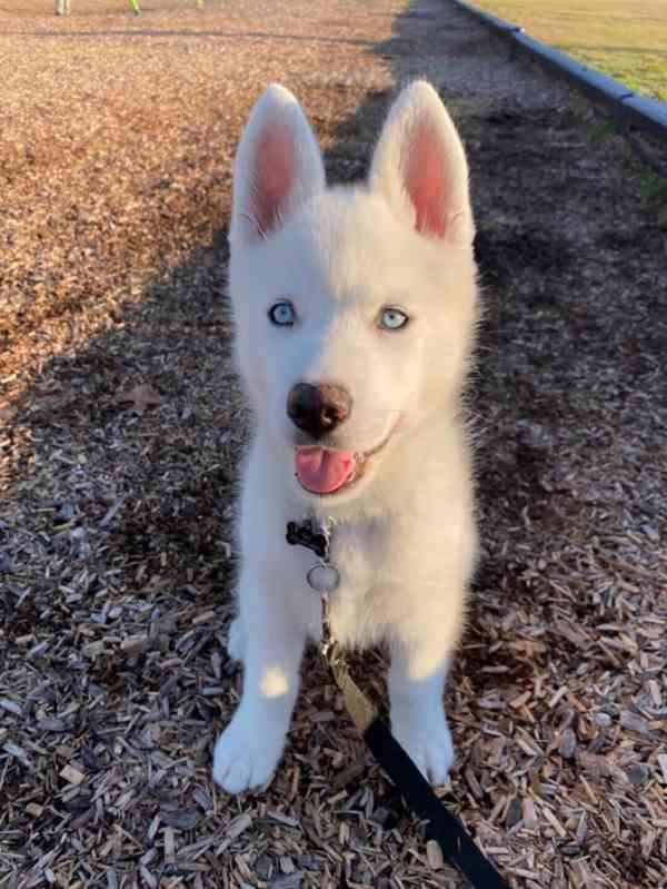 Sibiřský husky štěňata - foto 2