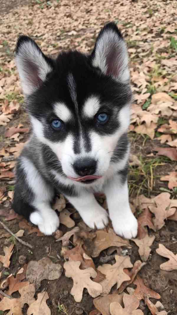 Sibiřský husky štěňata - foto 3