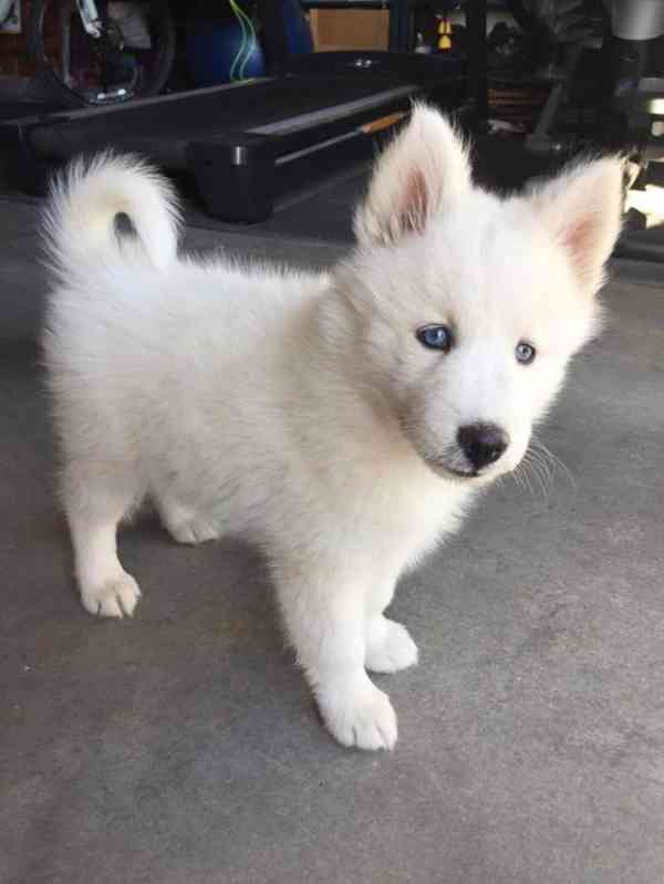 Sibiřský husky štěňata - foto 1