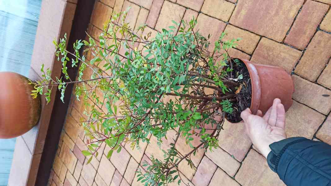 Pistácie lentišek, řečík (Pistacia lentiscus)-50cm - foto 2