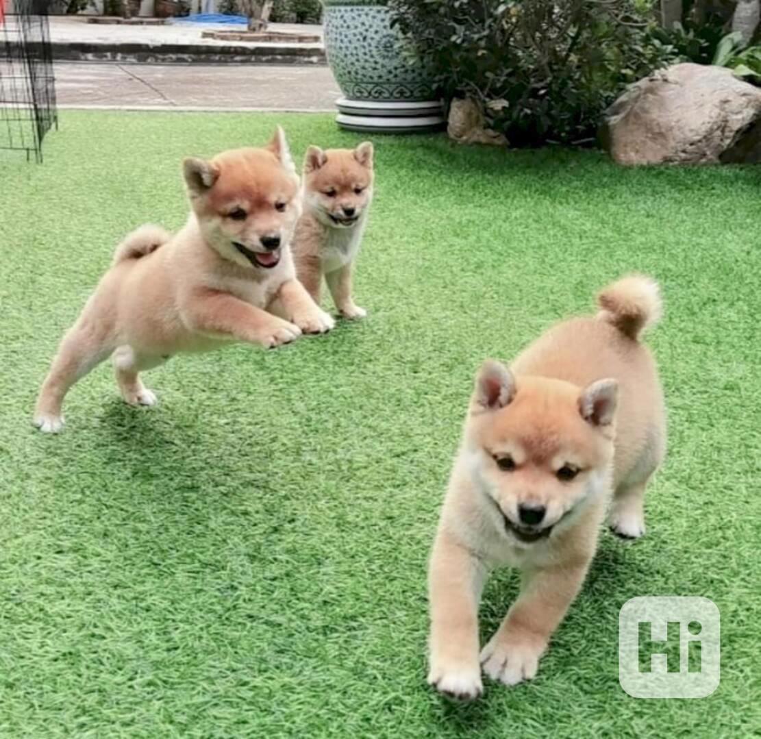 Štěňata Shiba Inu k adopci - foto 1