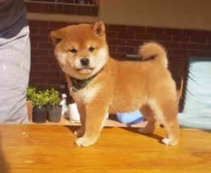 Štěňata Shiba Inu k adopci - foto 4