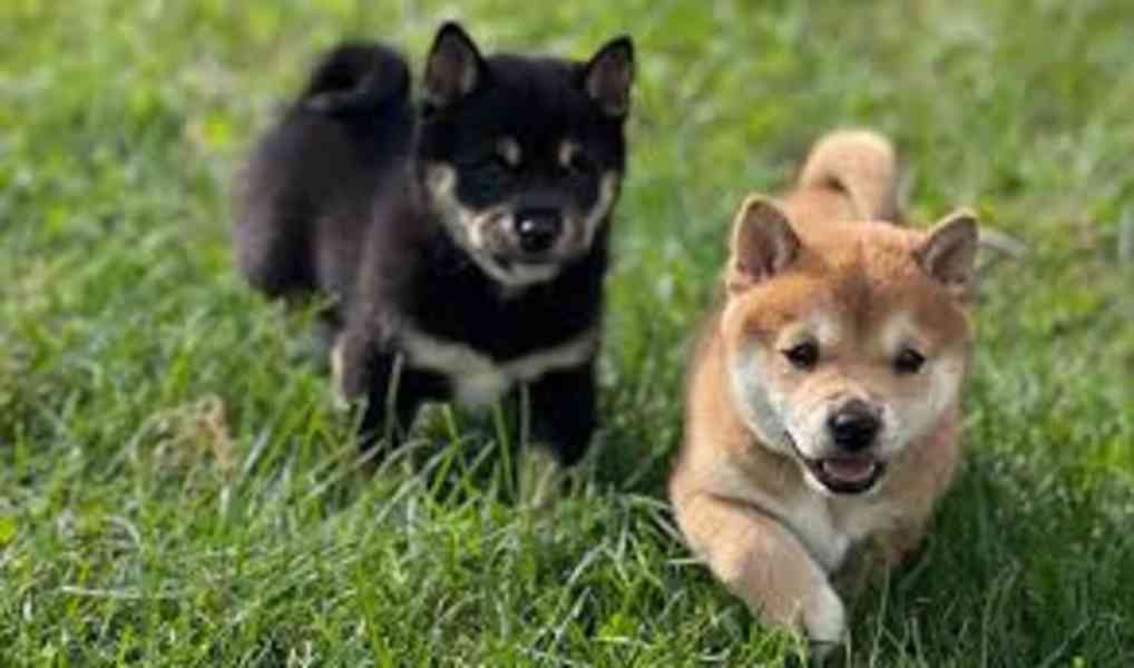 Štěňata Shiba Inu k adopci - foto 2
