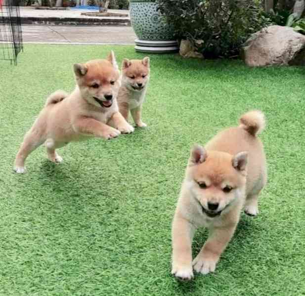 Štěňata Shiba Inu k adopci