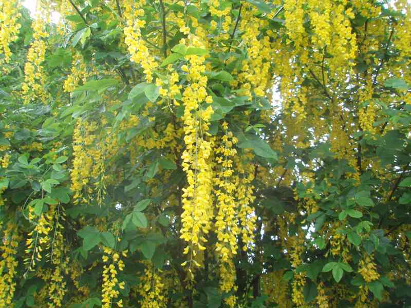 Nabízím  štědřenec VOSSII, zlatý déšt, laburnum výška 120 cm - foto 2