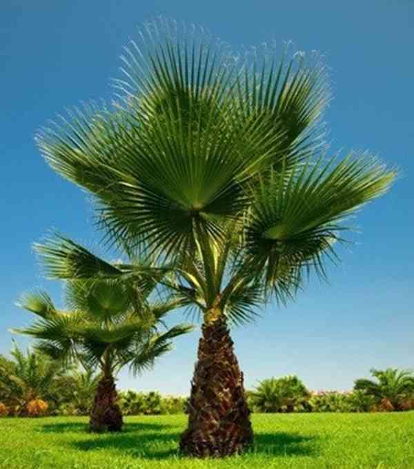 naklíčená semena palma Washingtonia filifera - foto 1