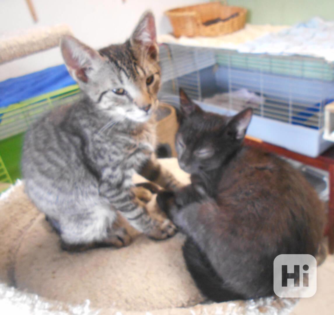 Hraví, akční 2,5měsíční bráškové mourovaný Tygřík a Kouřáček - foto 1