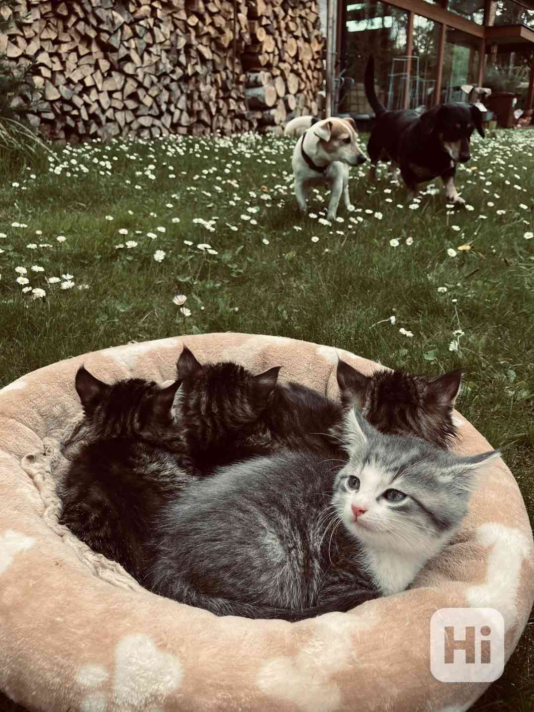 Bílomourovaté kotě mainské mývalí - kočička - foto 1
