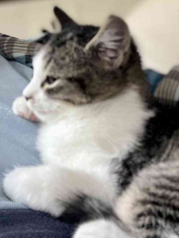 Bílomourovaté kotě mainské mývalí - kočička - foto 5