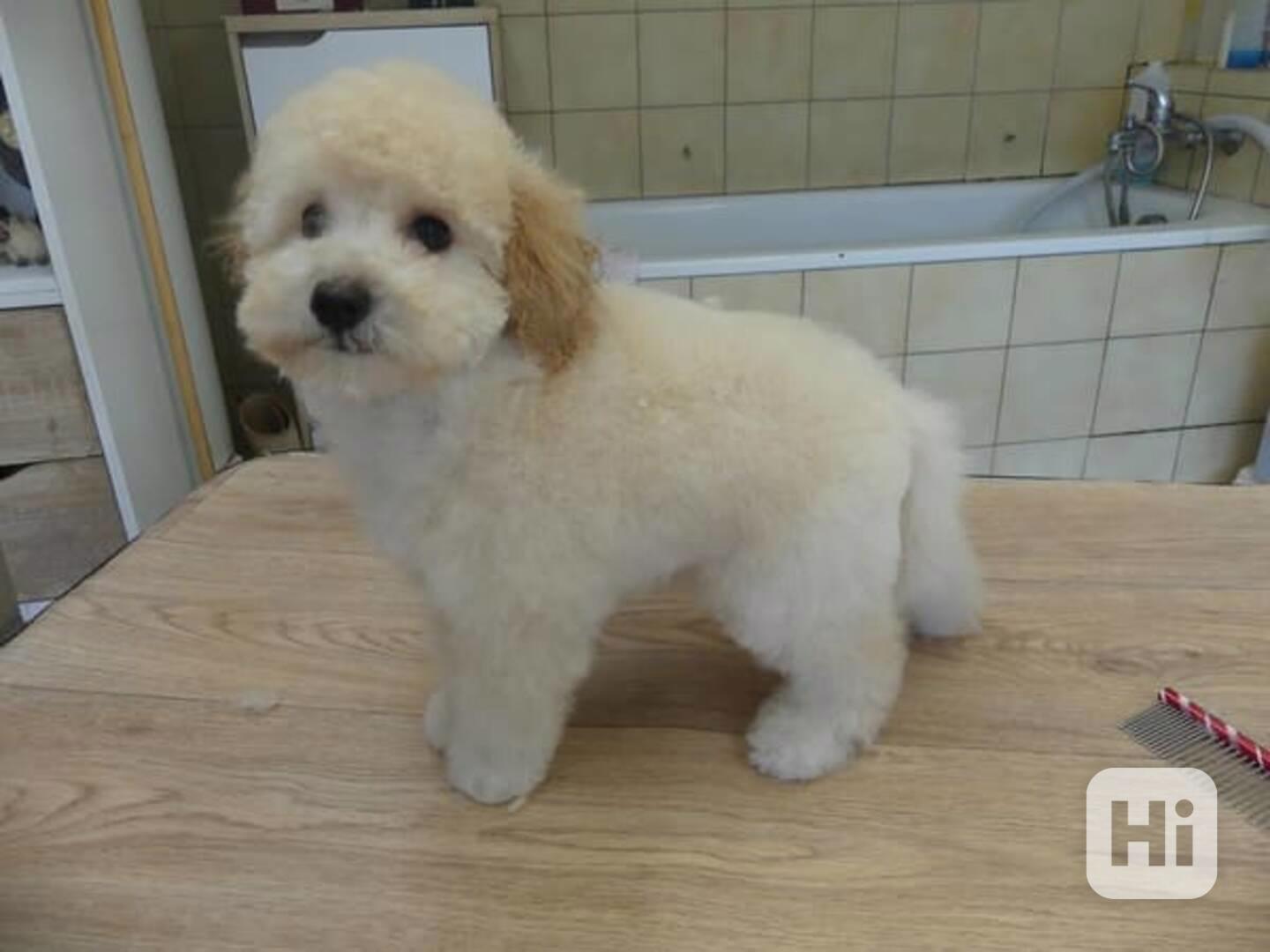 Štěně miniaturního pudla 🐩 - foto 1