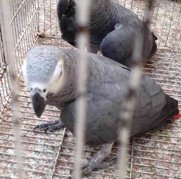 papouška afrického Žako 5 - foto 2