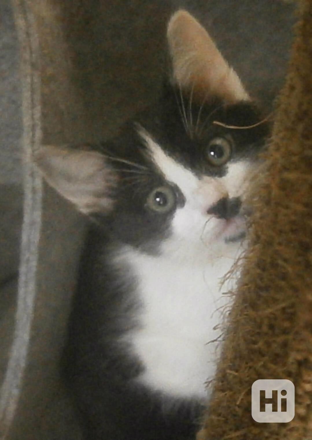 Moc milá, mazlivá 2,5měsíční kočička černobílá Adélka - foto 1