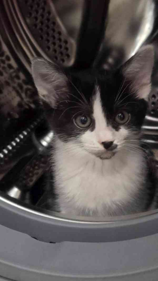 Moc milá, mazlivá 2,5měsíční kočička černobílá Adélka - foto 3