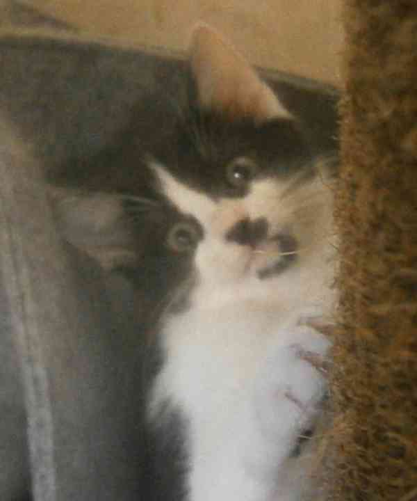 Moc milá, mazlivá 2,5měsíční kočička černobílá Adélka - foto 2