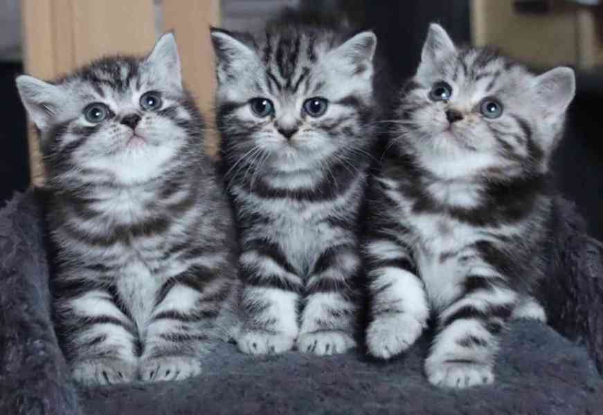 BKH Koťátka s rodokmenem - foto 1