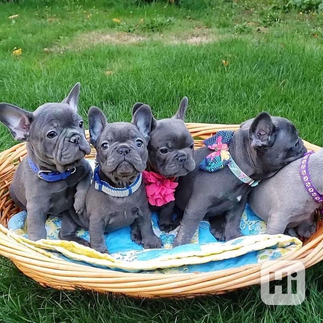 Štěňata buldoka k adopci - foto 1