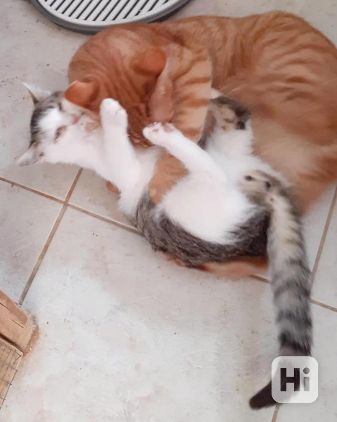 Hravý, čilý 3,5měsíční bílomourovaný Felix  - foto 1