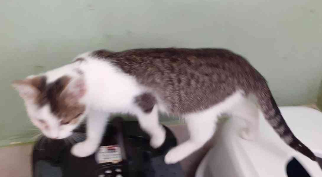 Hravý, čilý 3,5měsíční bílomourovaný Felix  - foto 13