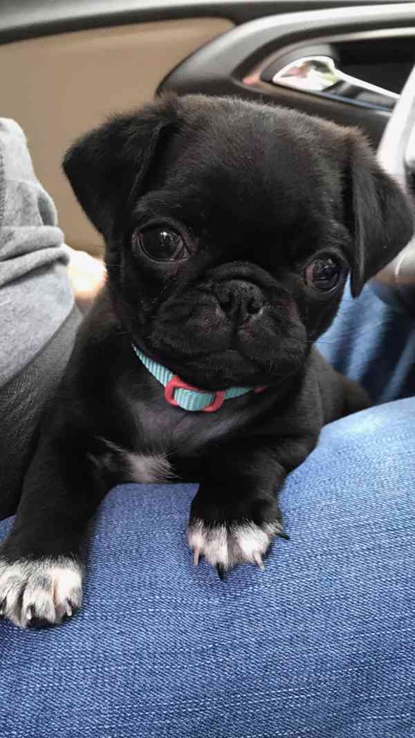 Mops (Mopslík) Pug štěňátka - foto 2