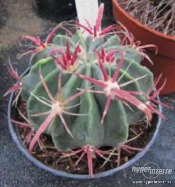 Ferocactus recurvus - kaktus - semena - foto 1