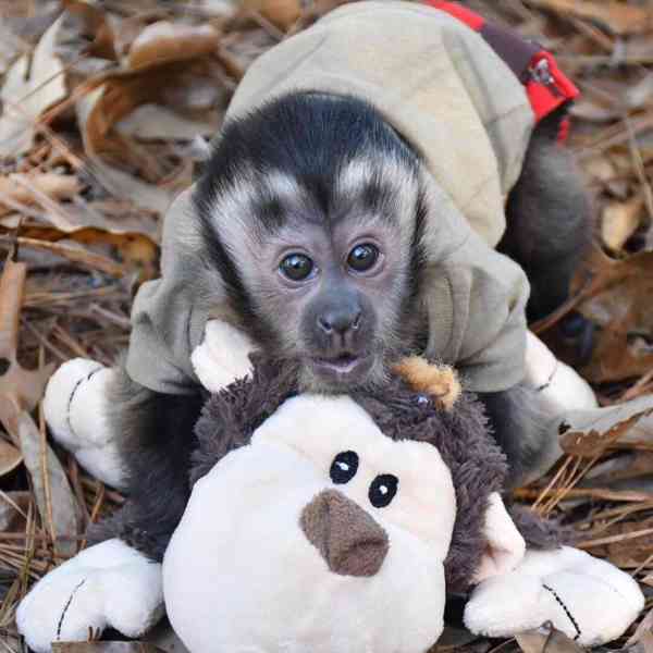 Monkey for adoption  - foto 2