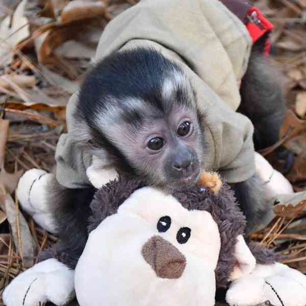 Monkey for adoption  - foto 3