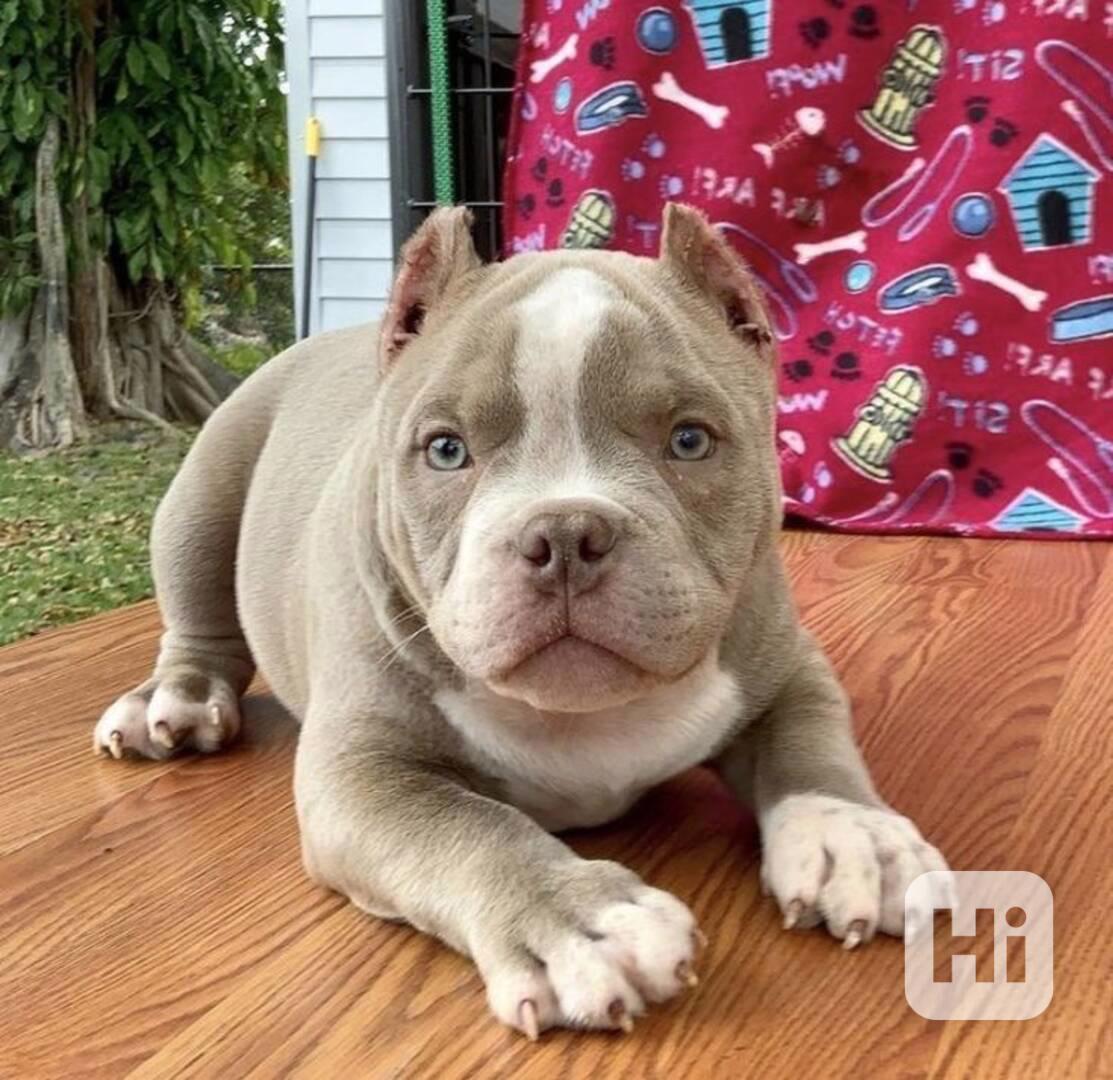  Štěňátko Amerického kapesního buldoka k adopci zdarma  - foto 1