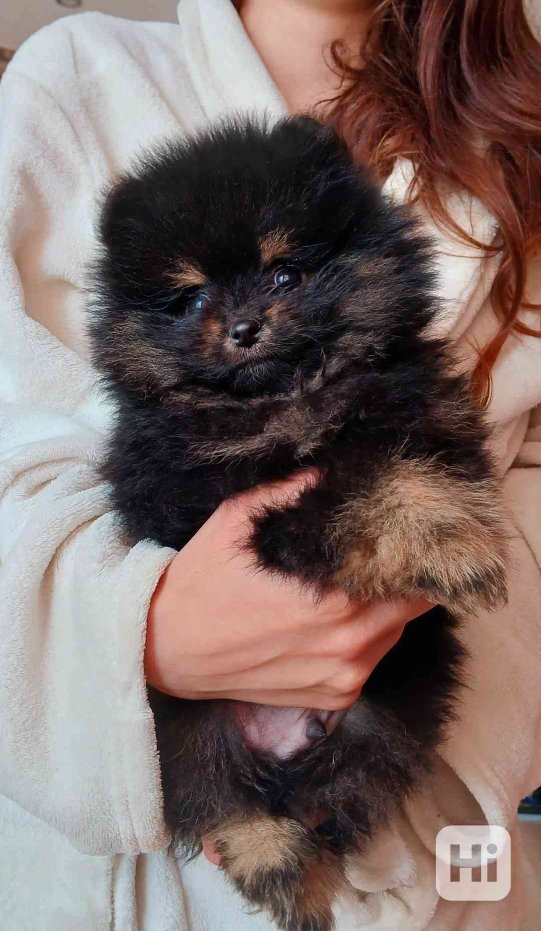 Pomeranian kluk - foto 1