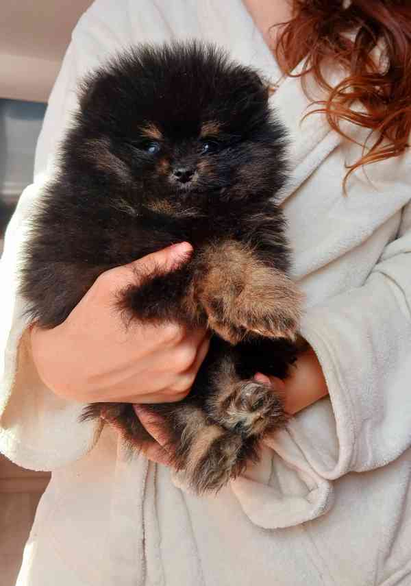 Pomeranian kluk - foto 2