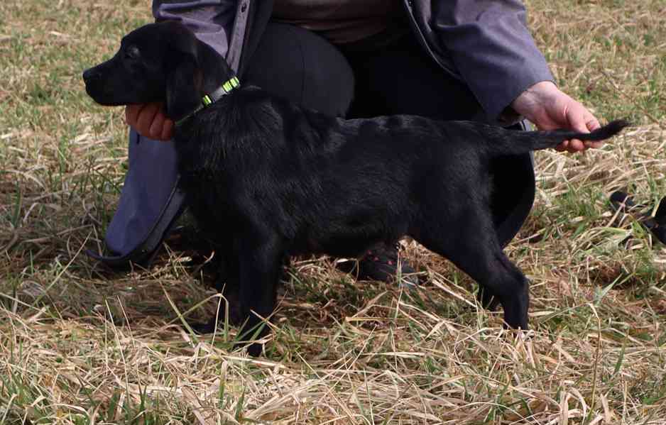 Labradorský retrívr- černá štěňátka s PP - foto 5