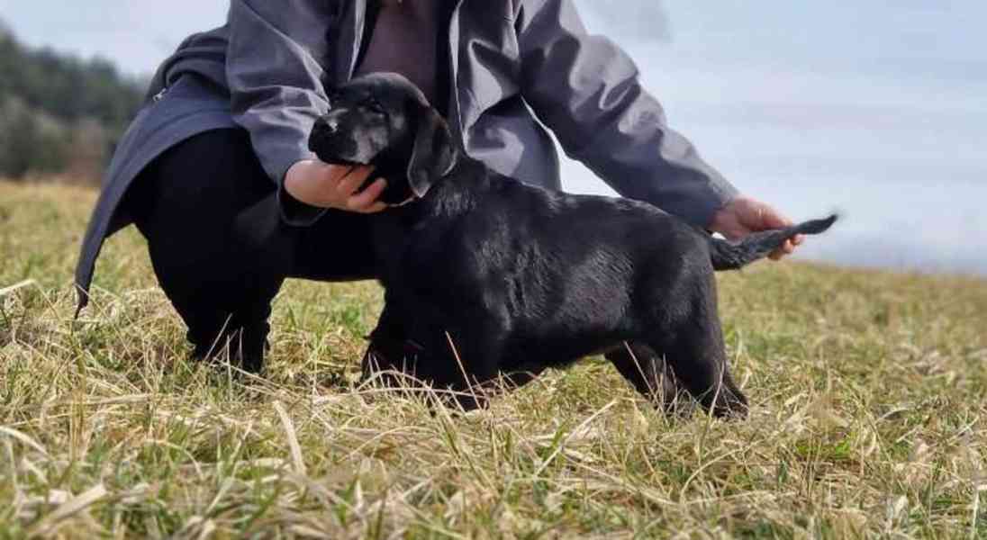 Labradorský retrívr- černá štěňátka s PP - foto 4