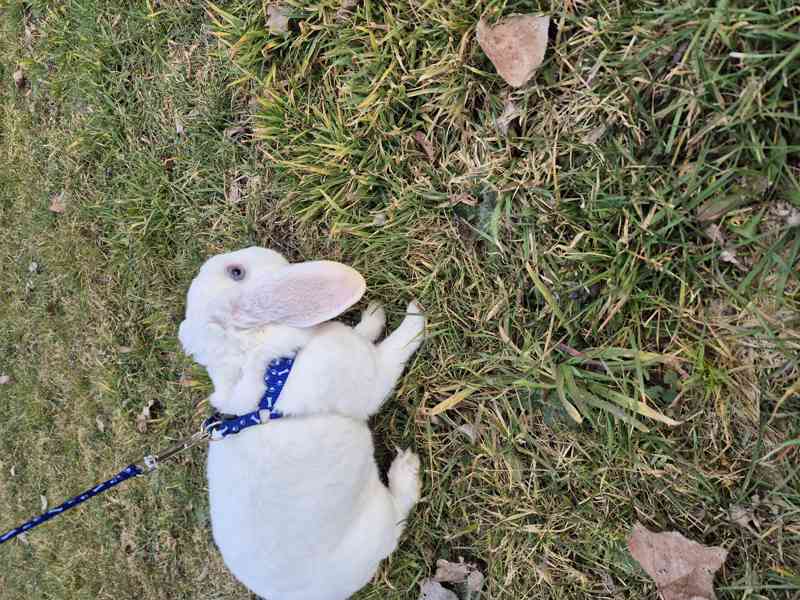 Zakrslý beránek - foto 4