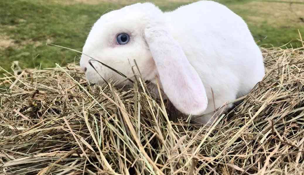 Zakrslý beránek - foto 2