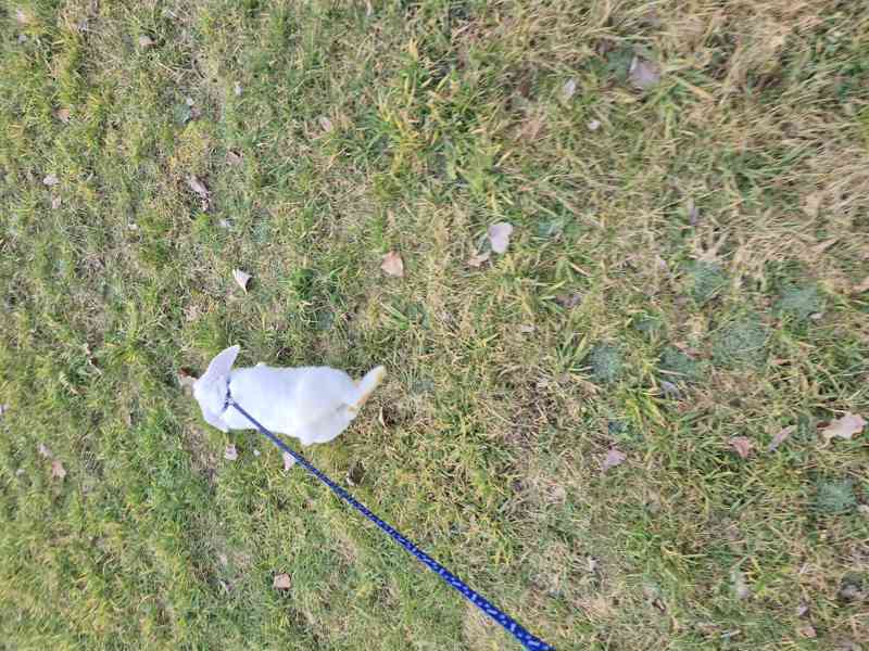 Zakrslý beránek - foto 3