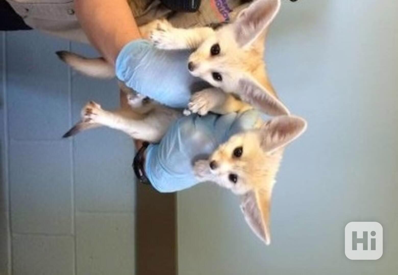 Fenekové jsou nyní připraveni - foto 1