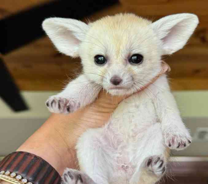 Fenekové jsou nyní připraveni - foto 3