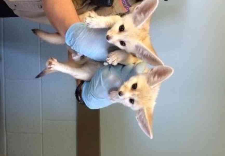 Fenekové jsou nyní připraveni - foto 1