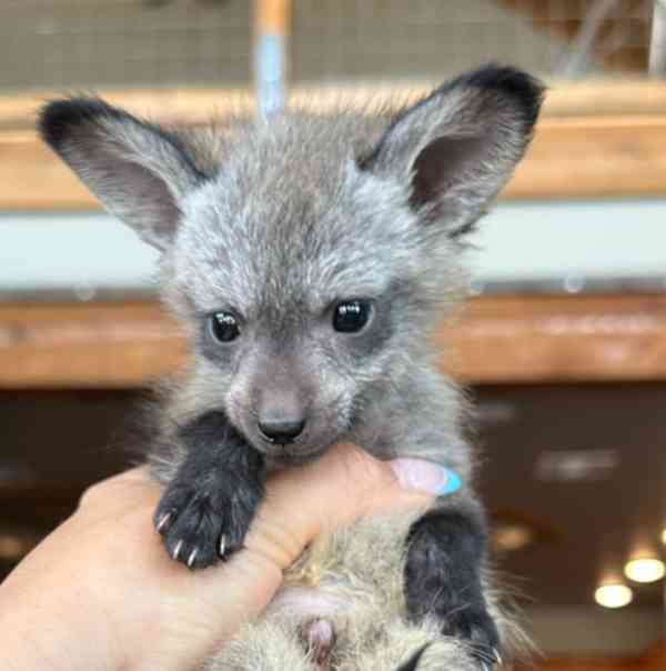 Fenekové jsou nyní připraveni - foto 2