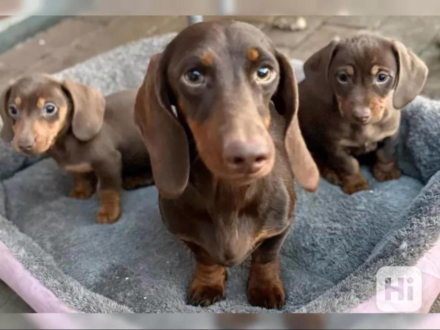 Jezevčík hladkosrstý trpasličí - foto 1